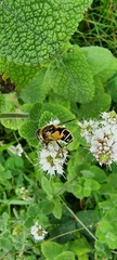 Eristalis horticola