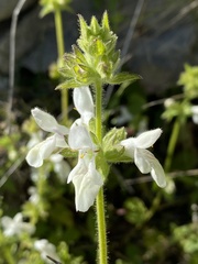 Stachys spinulosa