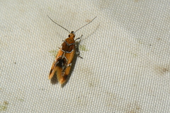 Epicallima argenticinctella