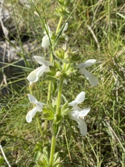 Stachys spinulosa