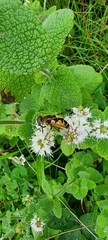 Eristalis horticola