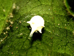 Paidiscura pallens