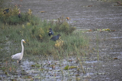 Porphyrio poliocephalus