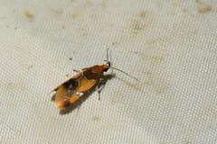 Epicallima argenticinctella