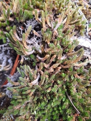 Selaginella densa