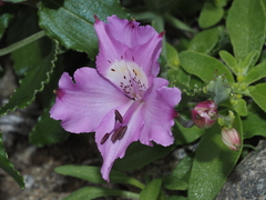 Alstroemeria violacea