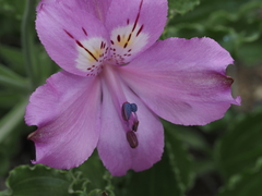 Alstroemeria violacea