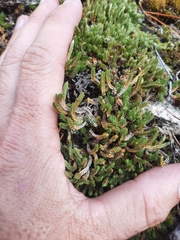 Selaginella densa