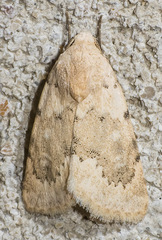 Leucocnemis perfundis