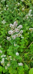 Mentha