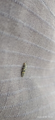 Coccinellidae