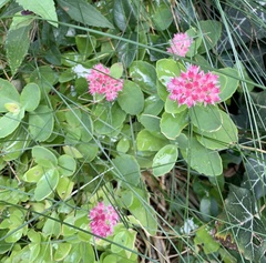 Hylotelephium maximum × spectabile