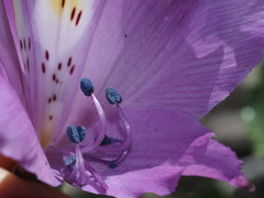 Alstroemeria violacea