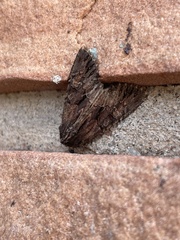 Noctuinae