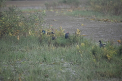 Porphyrio poliocephalus