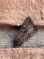 Noctuinae