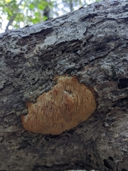 Radulomyces copelandii