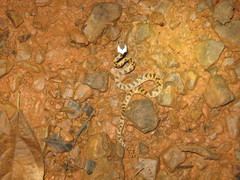 Leptodeira rhombifera