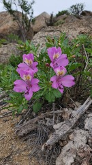Alstroemeria violacea