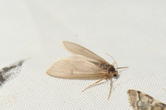 Acentria ephemerella