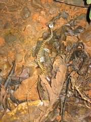 Leptodeira rhombifera