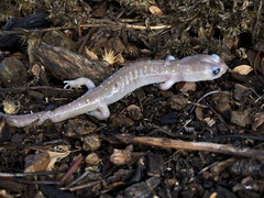 Aneides lugubris