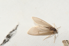Acentria ephemerella