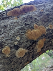 Radulomyces copelandii