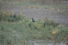 Porphyrio poliocephalus