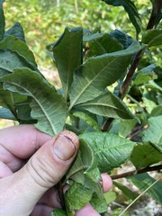 Rhododendron prinophyllum