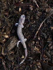 Aneides lugubris