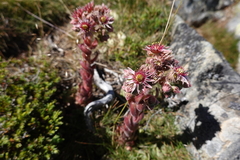 Sempervivum vicentei