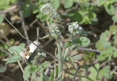 Acontia lucida