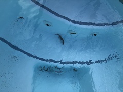 Aneides lugubris