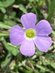 Oxalis violacea