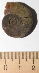 Planorbarius corneus