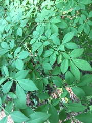 Euonymus