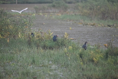 Porphyrio poliocephalus