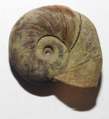 Planorbarius corneus