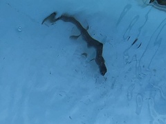 Aneides lugubris
