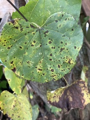 Cercospora