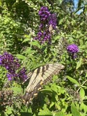 Papilio glaucus