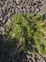 Leptosiphon nuttallii