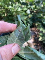 Rhododendron prinophyllum