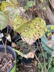 Cercospora