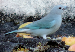 Thraupis sayaca