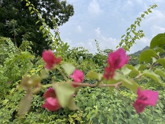 Bougainvillea