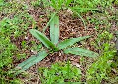 Chloraea membranacea