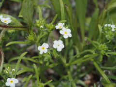 Cryptantha hispida