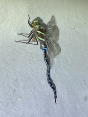 Aeshna tuberculifera